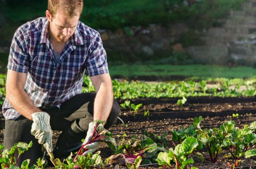 A man in a checkered shirt and gloves is crouched down in a garden, tending to a bed of leafy vegetables with reddish stems, possibly beetroot. The garden features organized rows of dark soil and vibrant green plants, with a mix of mature and young foliage. In the background, there are more garden beds, possibly with additional vegetables or herbs, surrounded by some trees or shrubs, indicating a well-maintained outdoor space. The scene is lit by natural sunlight, suggesting clear weather and daytime conditions, and the environment appears to be a residential or community garden designed for sustainable outdoor cultivation. This outdoor space could be part of a wider gardening or landscaping service aimed at maintaining productive, visually appealing garden areas, such as those provided by Lawn Mowing Hoxton, supporting local gardening and lawn care needs.