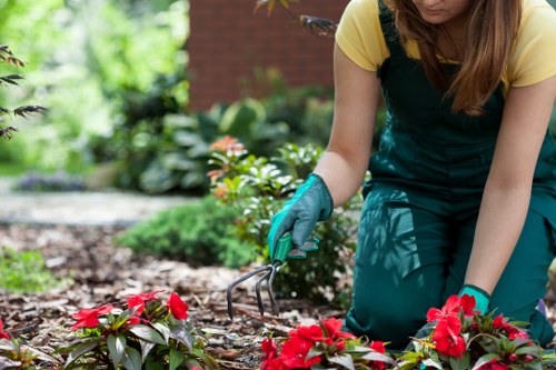 Example of a medium suburban garden requiring green waste removal